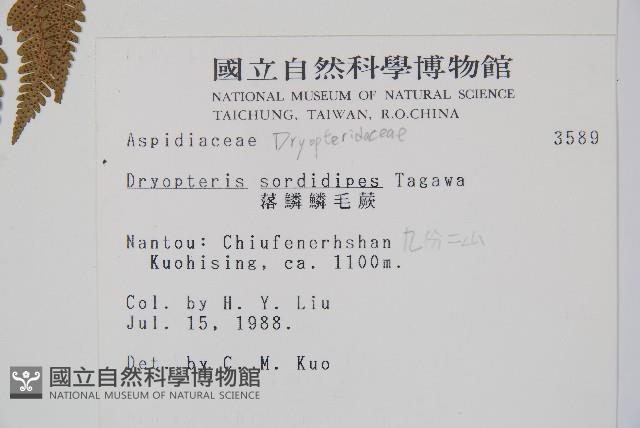 落鱗鱗毛蕨藏品圖，第2張