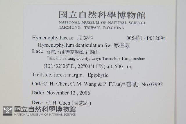 厚壁蕨藏品圖，第2張