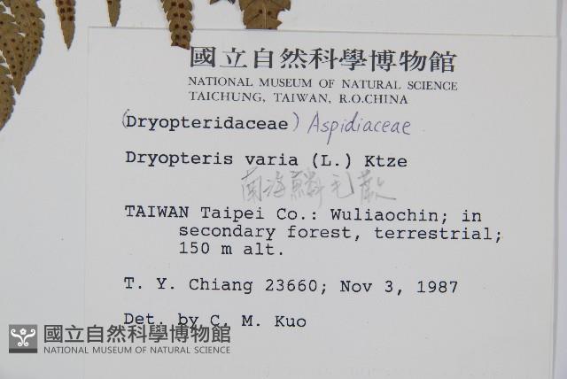 南海鱗毛蕨藏品圖，第2張