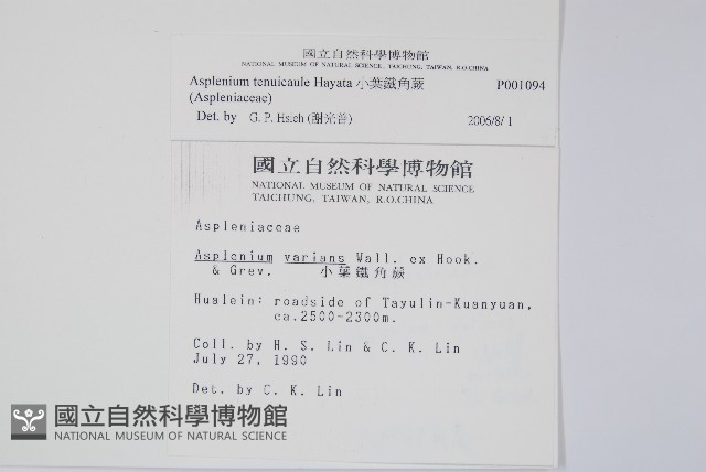 小葉鐵角蕨藏品圖，第2張