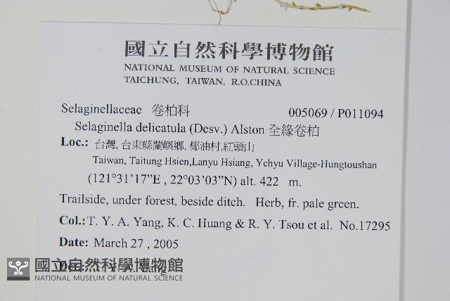 全緣卷柏藏品圖，第2張