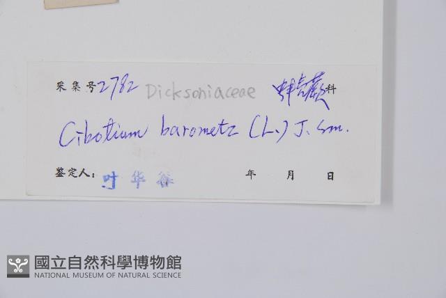 金狗毛蕨藏品圖，第2張