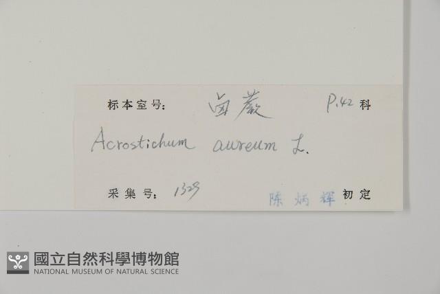 鹵蕨藏品圖，第2張