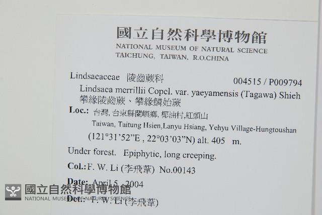 攀緣陵齒蕨、攀緣鱗始蕨藏品圖，第2張
