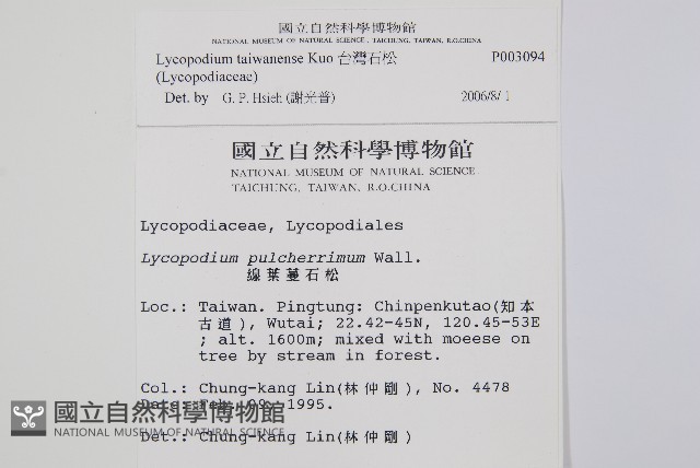台灣石松藏品圖，第2張