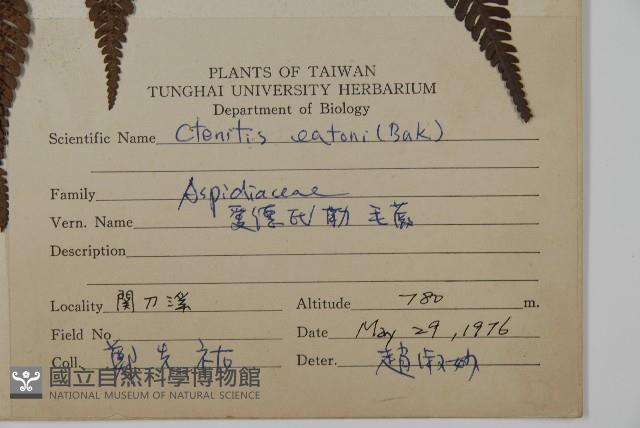 落鱗鱗毛蕨藏品圖，第2張