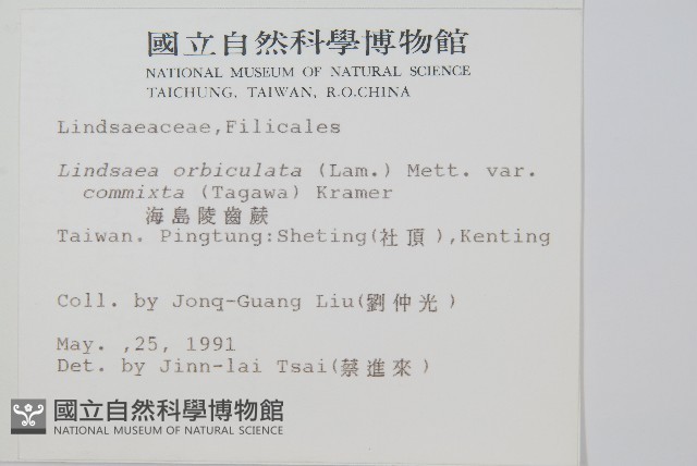 海島陵齒蕨藏品圖，第2張