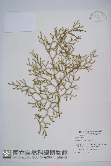 過山龍藏品圖，第1張