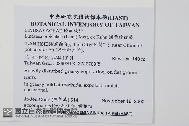 圓葉陵齒蕨藏品圖，第2張