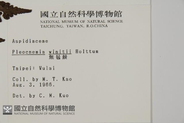 無苞蕨藏品圖，第2張