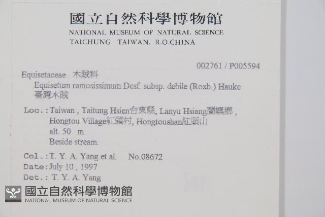 臺灣木賊藏品圖，第2張