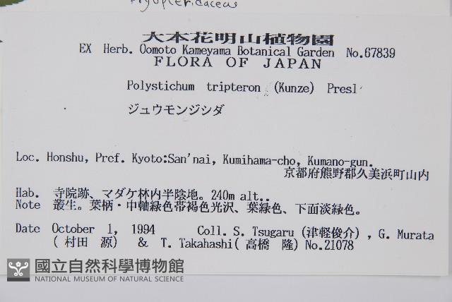 三叉耳蕨藏品圖，第2張