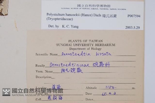 韓氏耳蕨藏品圖，第2張