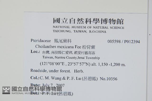 粉背蕨藏品圖，第2張