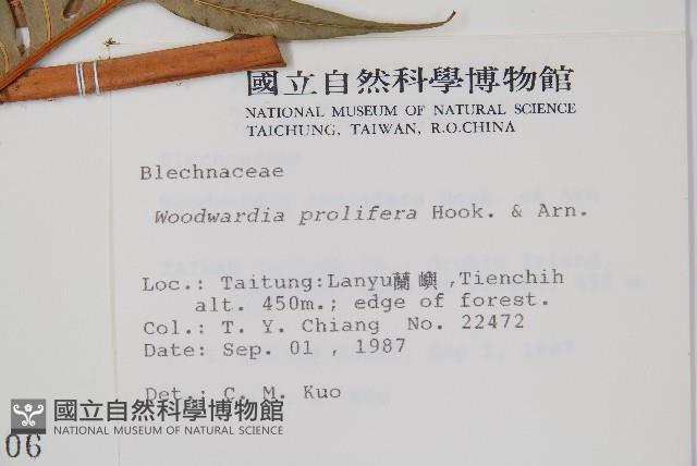 東方狗脊蕨藏品圖，第2張