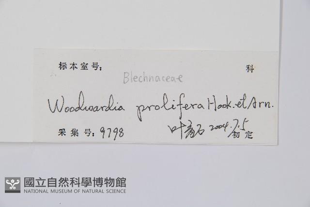 東方狗脊蕨藏品圖，第2張