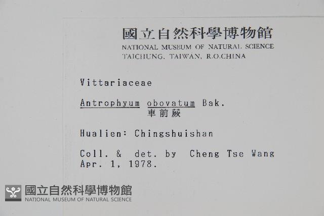 車前蕨藏品圖，第2張