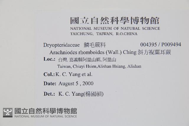 斜方複葉耳蕨藏品圖，第2張