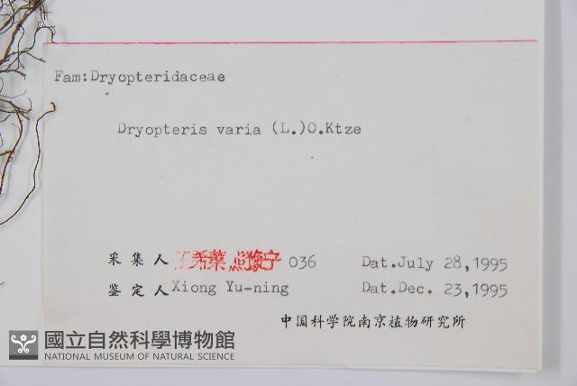 南海鱗毛蕨藏品圖，第2張