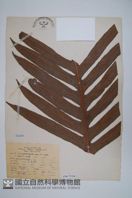 崖薑蕨藏品圖，第1張