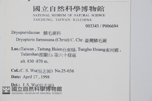 臺灣鱗毛蕨藏品圖，第2張