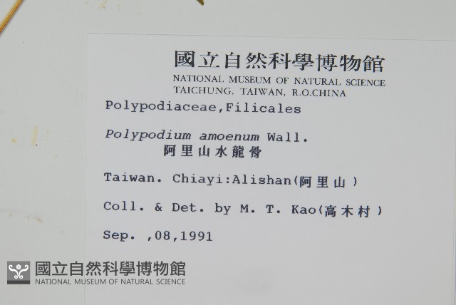 阿里山水龍骨藏品圖，第2張