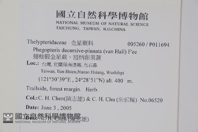 翅軸假金星蕨、短柄卵果蕨藏品圖，第2張