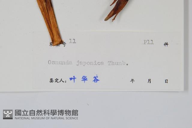 紫萁藏品圖，第2張