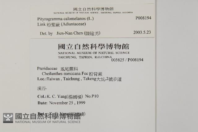 粉葉蕨藏品圖，第2張