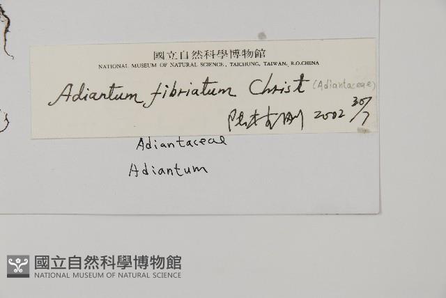 長蓋鐵線蕨藏品圖，第2張