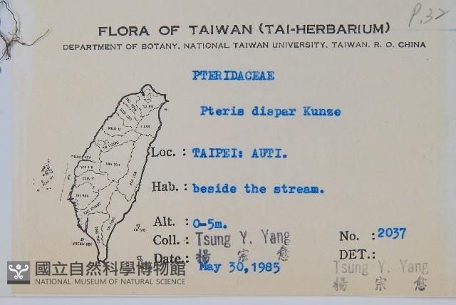 天草鳳尾蕨藏品圖，第2張