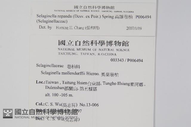 高雄卷柏藏品圖，第2張