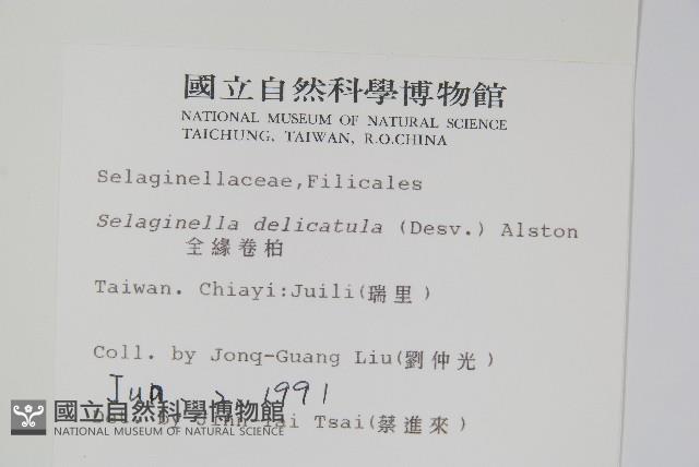 全緣卷柏藏品圖，第2張