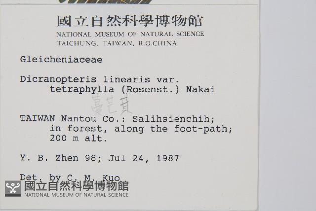 蔓芒萁藏品圖，第2張