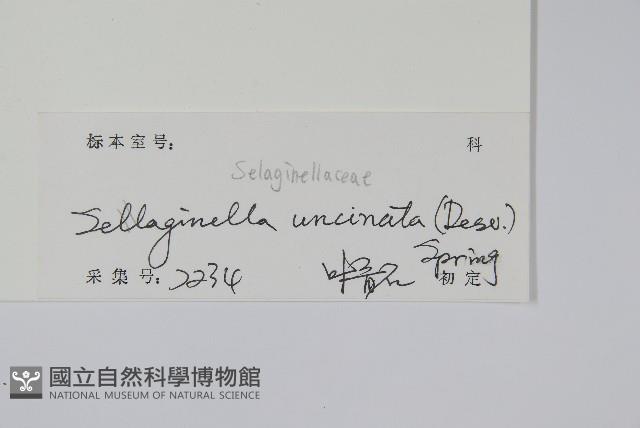 翠雲草、藍草藏品圖，第2張