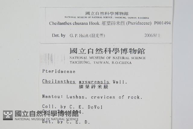 細葉碎米蕨藏品圖，第2張