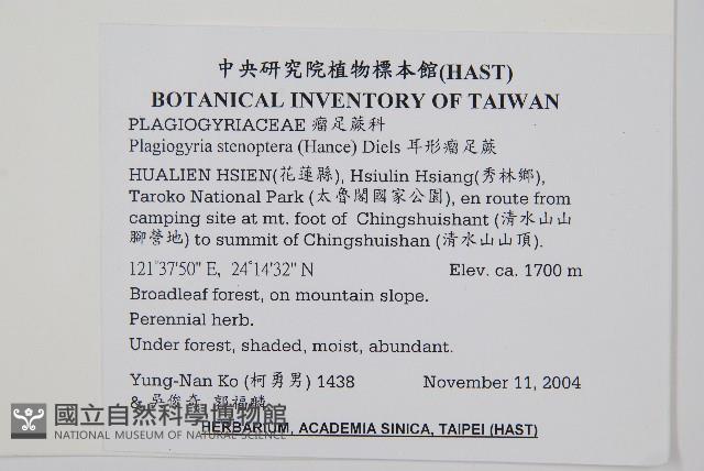 耳形瘤足蕨藏品圖，第2張