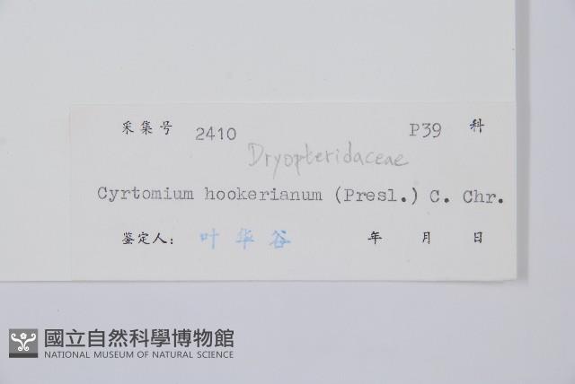 狹葉貫眾蕨藏品圖，第2張