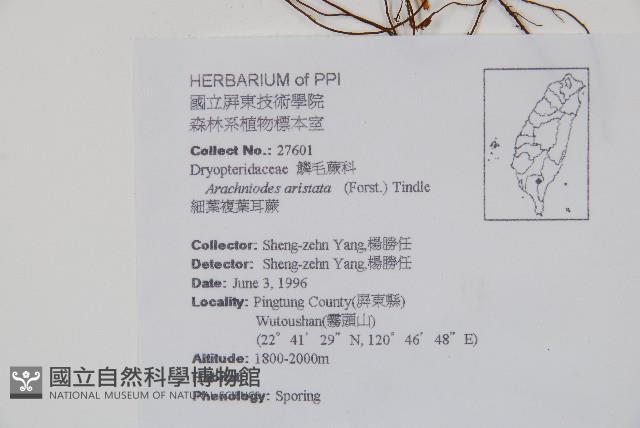 斜方複葉耳蕨藏品圖，第2張