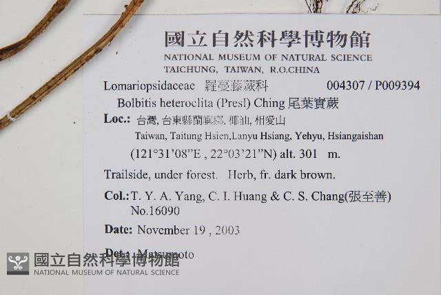 尾葉實蕨藏品圖，第2張