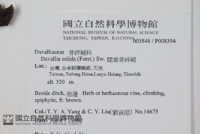 闊葉骨碎補藏品圖，第2張