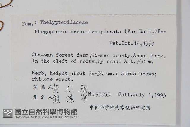 翅軸假金星蕨、短柄卵果蕨藏品圖，第2張