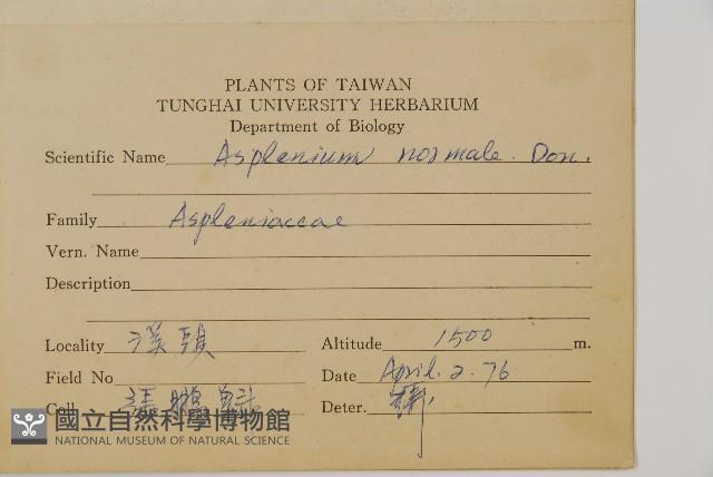 生芽鐵角蕨藏品圖，第2張