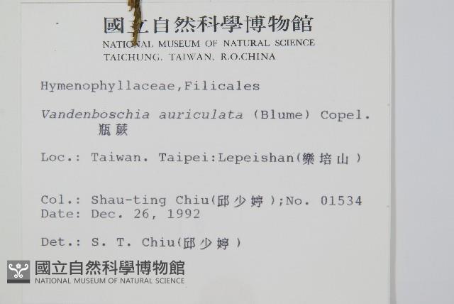 瓶蕨藏品圖，第2張