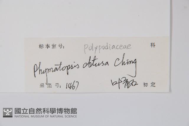 圓頂假瘤蕨藏品圖，第2張