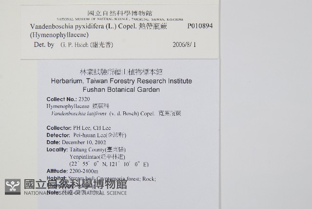 熱帶瓶蕨藏品圖，第2張