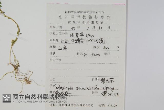 翠雲草、藍草藏品圖，第2張