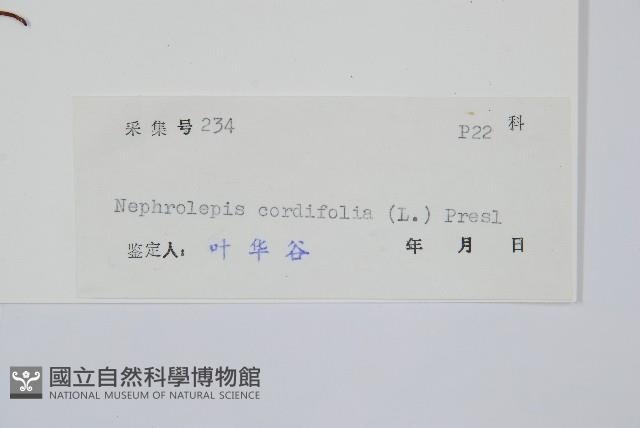 腎蕨藏品圖，第2張