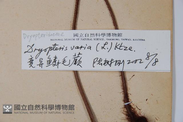 南海鱗毛蕨藏品圖，第2張