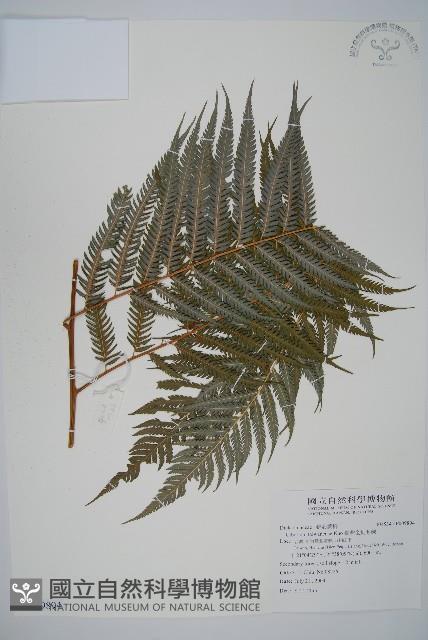 臺灣金狗毛蕨藏品圖，第1張